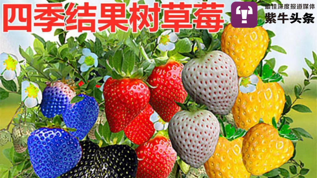【紫牛头条】网上叫卖神奇"草莓树""树葡萄",网友嘲讽