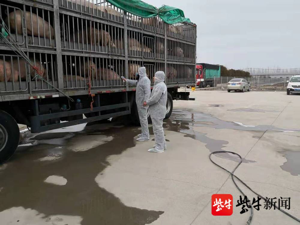 检疫人员对生猪屠宰进行检疫.
