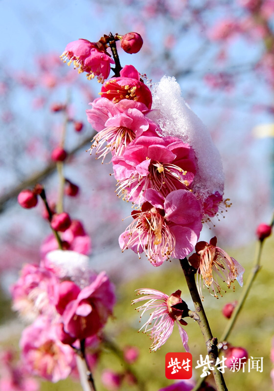 冰雪红梅,虽无人观赏,仍把春来报