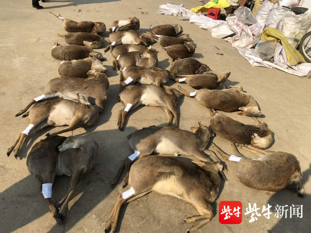 从冷库中查获被猎杀的23只獐子(警方供图)