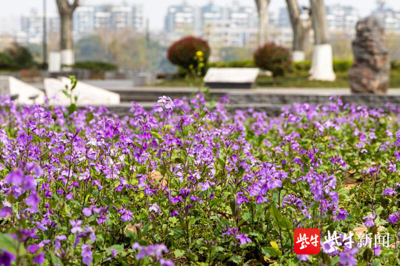 云赏花|【视频】除了南理工,南京还有这些欣赏二月兰花海的好地方