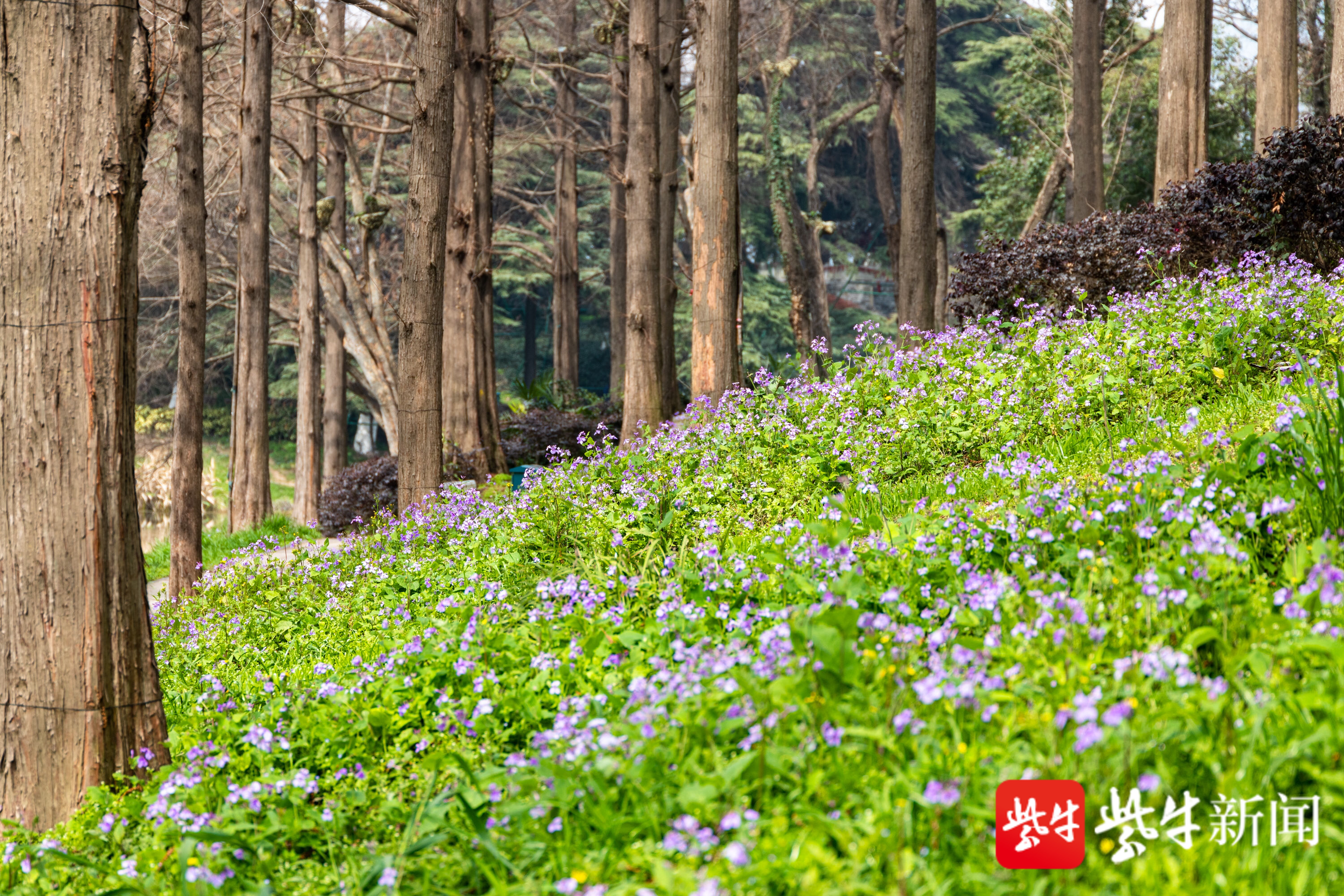 南京各大公园景区的山坡,林下,到处是紫色花海.