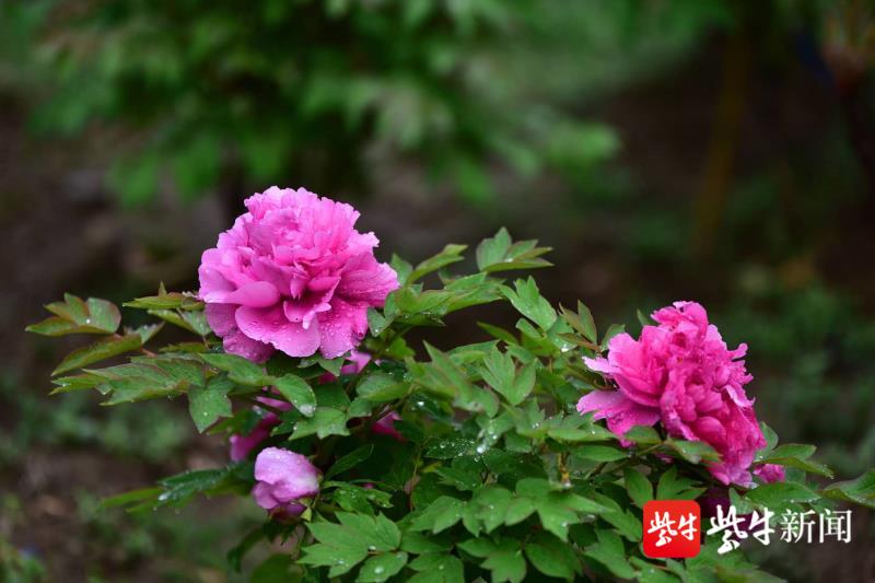 邀请游客云赏花 江南红豆园牡丹花会持续到5月25日