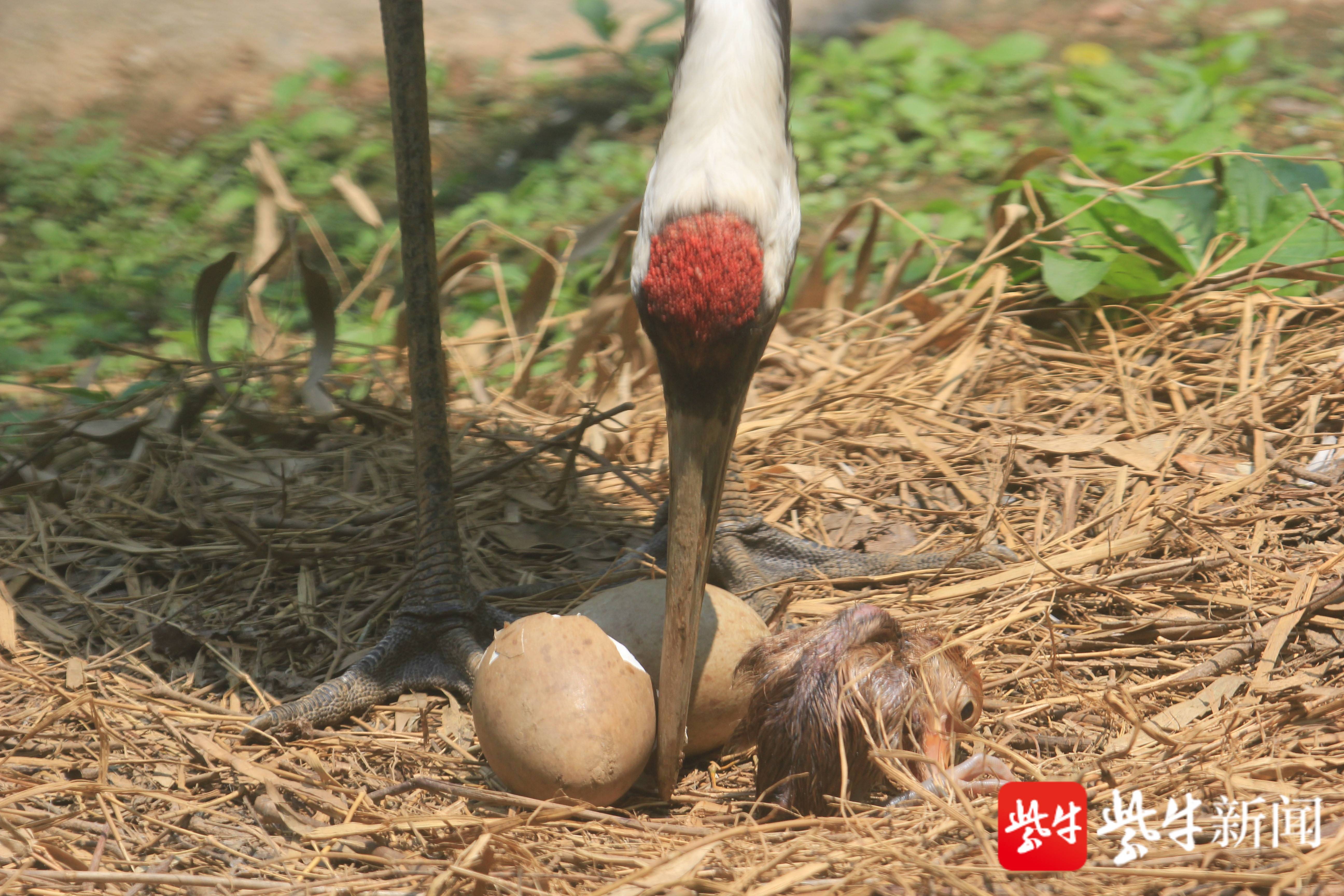 下蛋,孵化,破壳而出—丹顶鹤都市育雏记