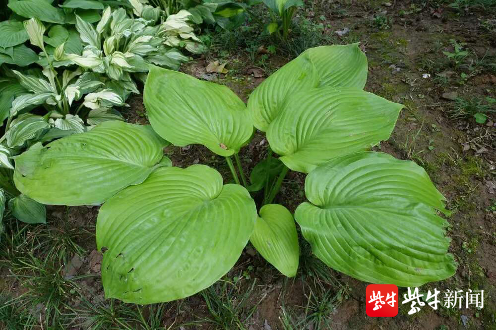 想知道"江南第一花"什么样?南京中山植物园举办玉簪品种展