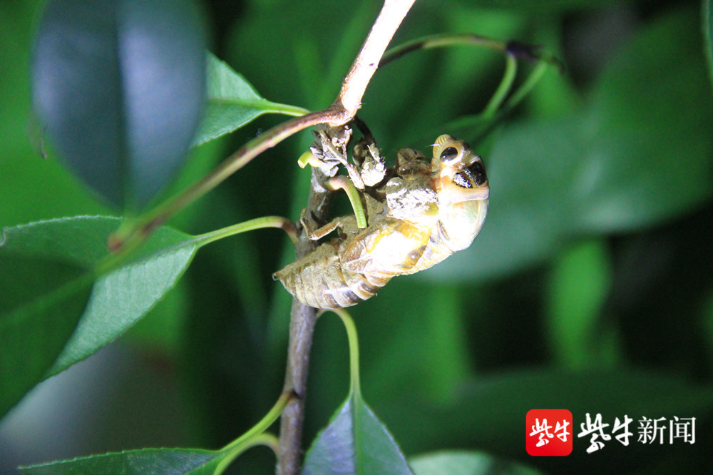 在南京鼓楼区小桃园里,一只蝉的"金蝉脱壳"的全过程,被一位有