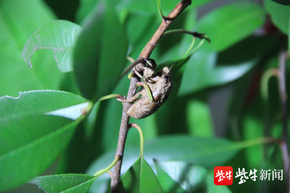 暴雨后"金蝉脱壳,精彩画面亮人眼