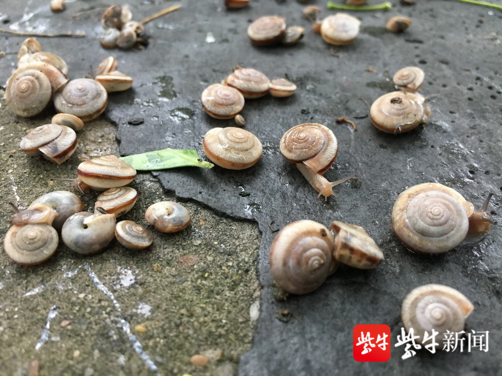 雨过天晴,道路上数千只蜗牛聚会