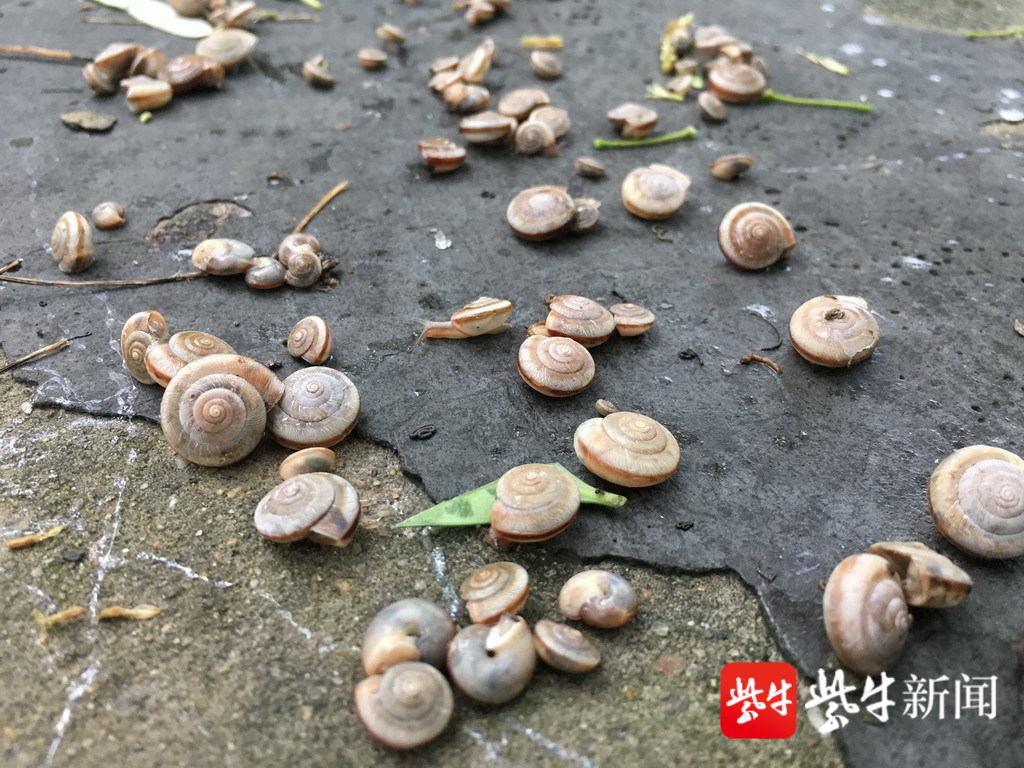 雨过天晴,道路上数千只蜗牛聚会