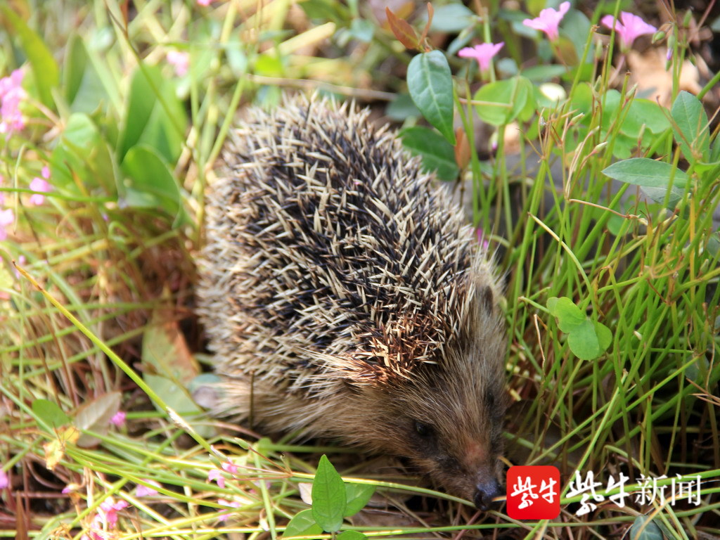 可爱小刺猬,现身老山森林公园花丛中