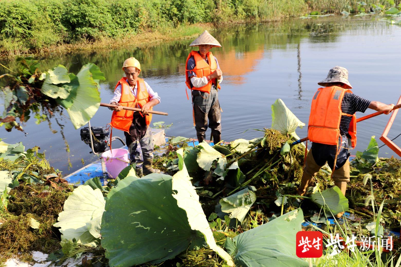 炎炎烈日下,他们戴着草帽打捞水草