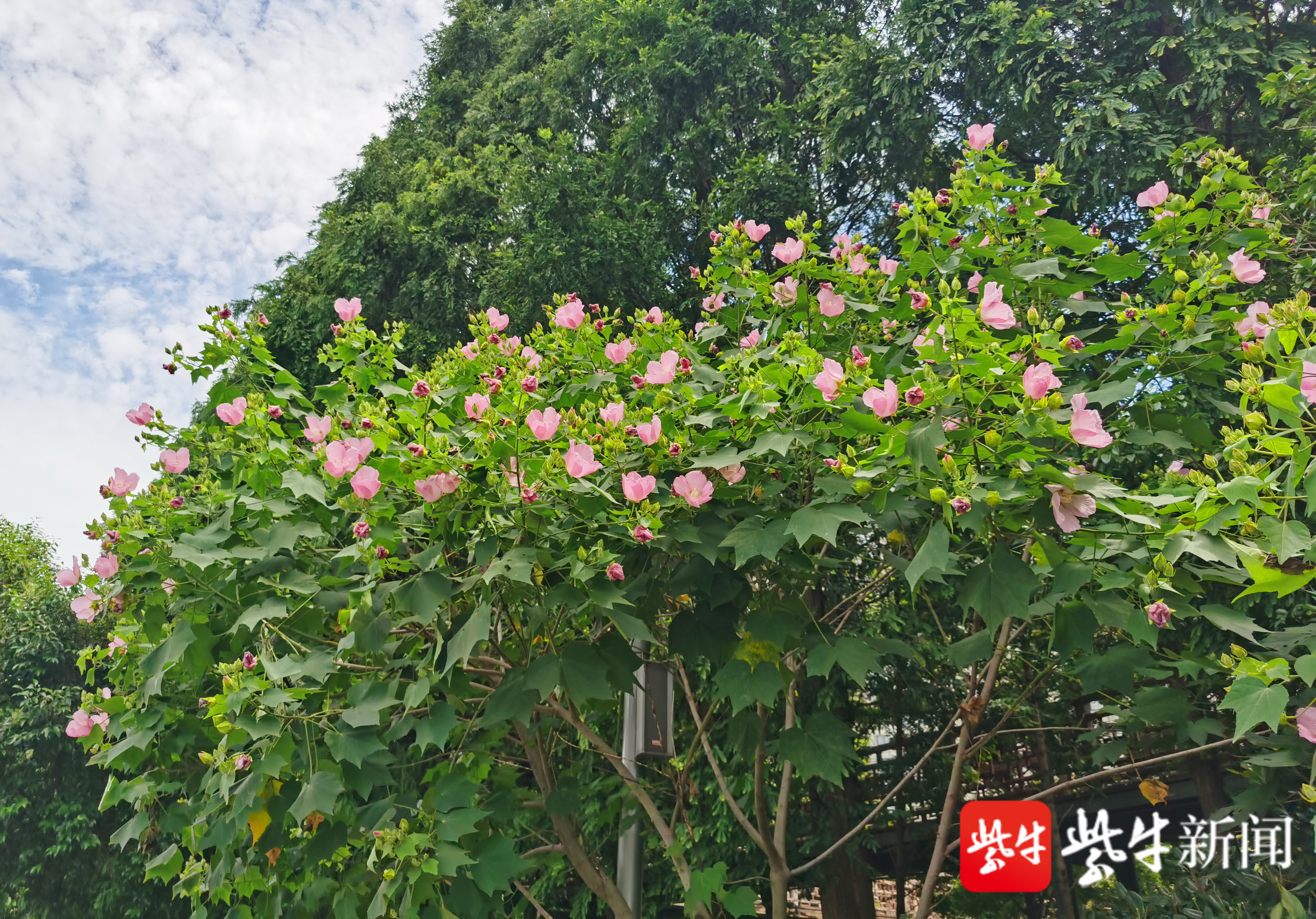 【视频】木芙蓉迎热而上,绽放的花朵硕大妩媚