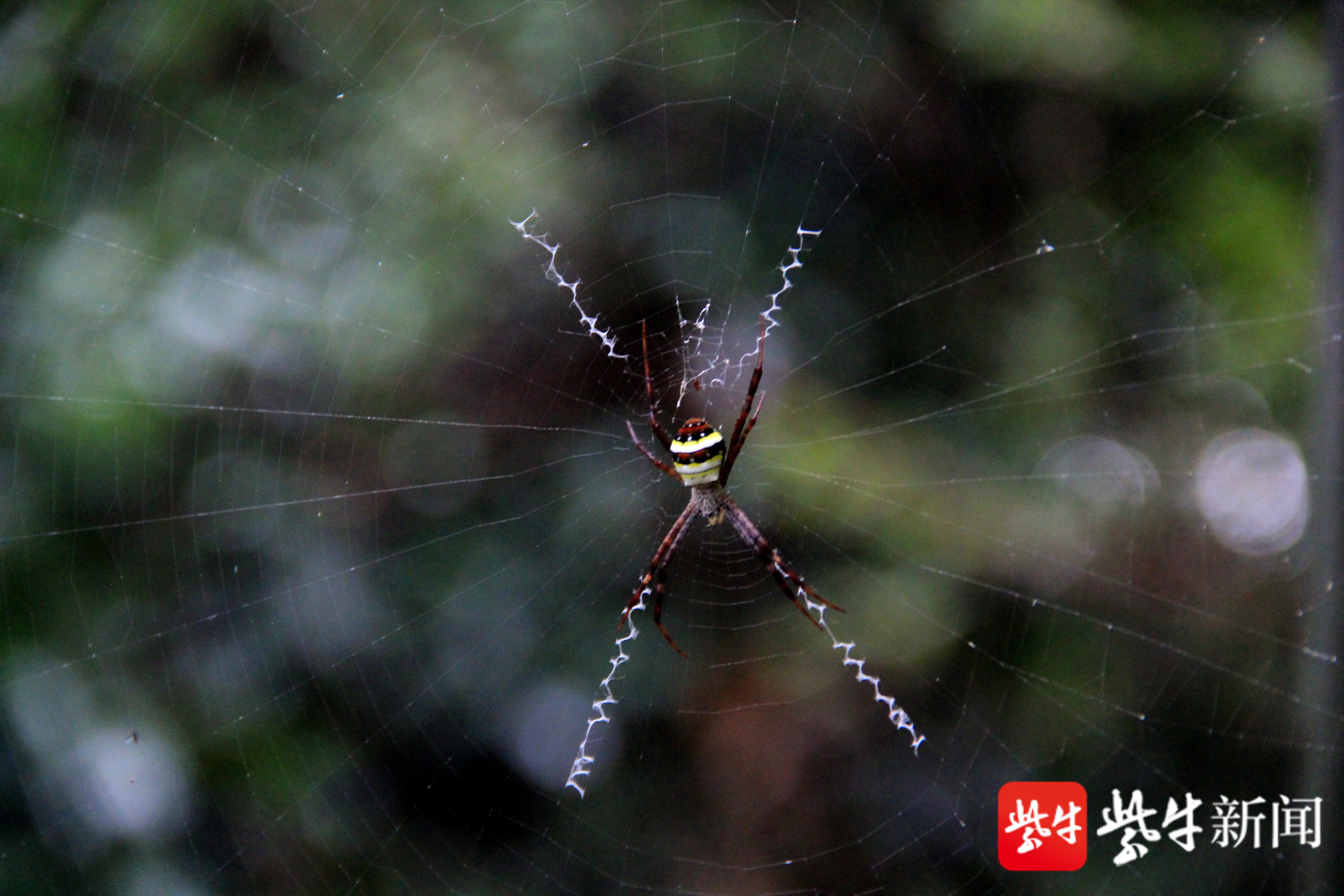 南京紫金山蜘蛛酷似圣诞老人,比才艺"书写"英文字母