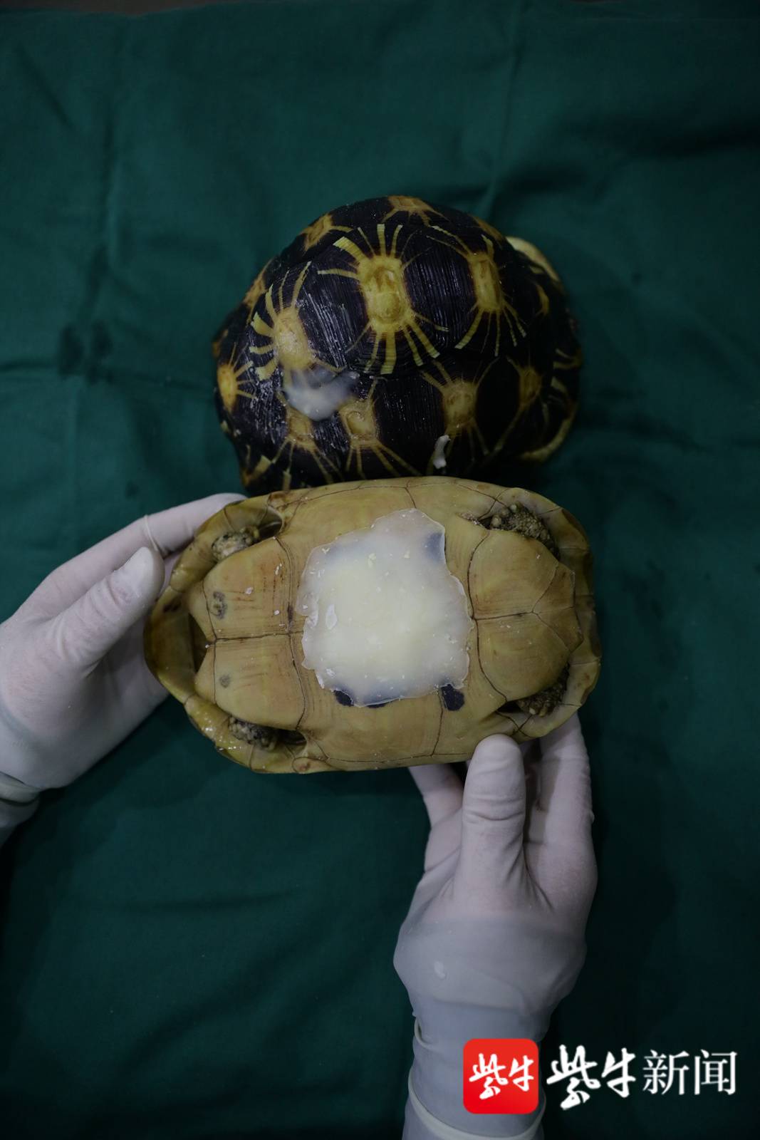 【视频】国家一级保护动物缅甸陆龟的"房子"破了 兽医妙手帮它"安居