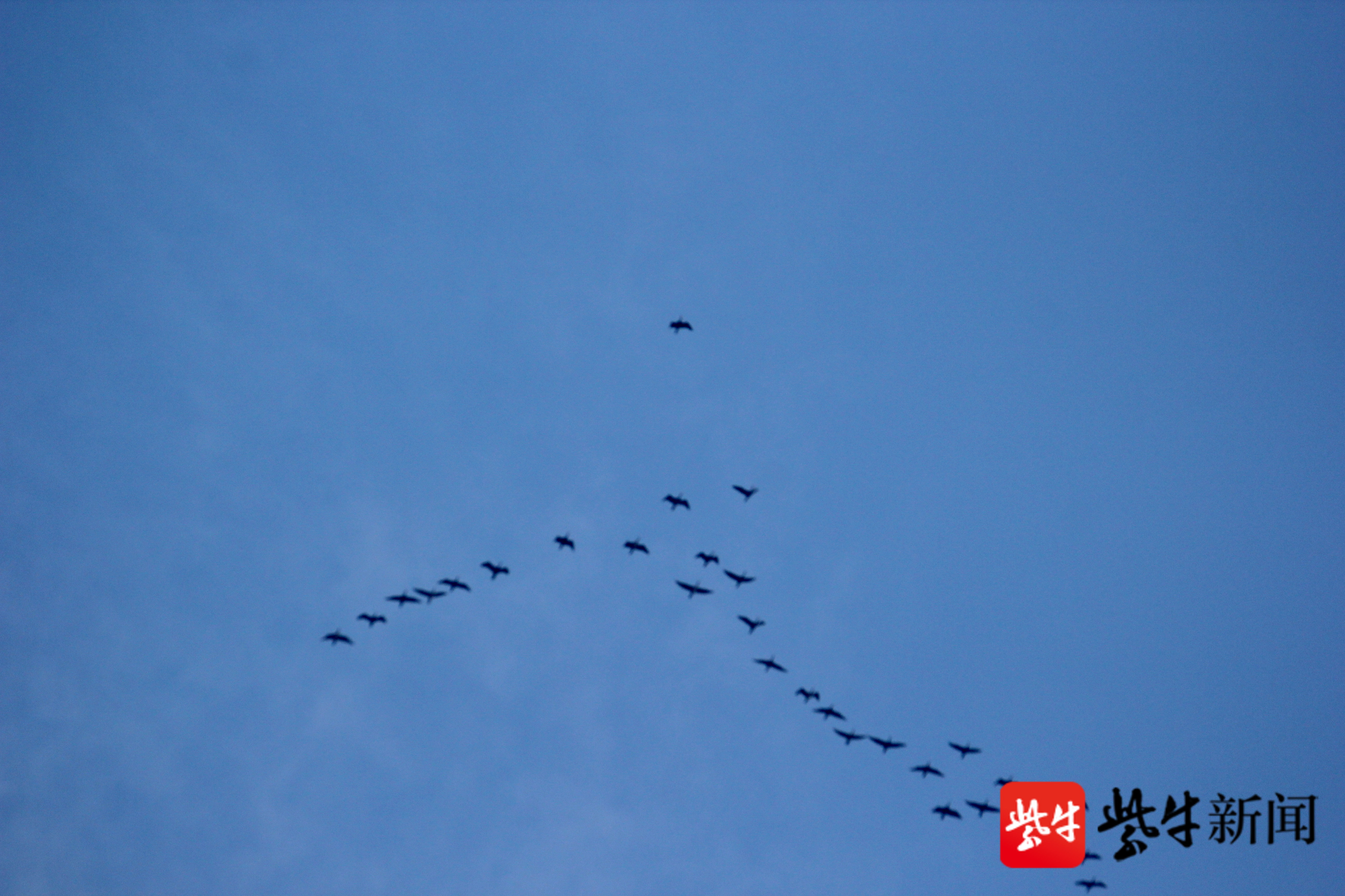 冷空气突然来袭,成群大雁南飞