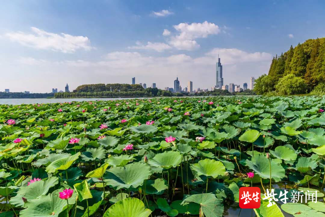 景区即日起面向社会征集展示玄武湖自然景观,四季风光,生态之美,人文