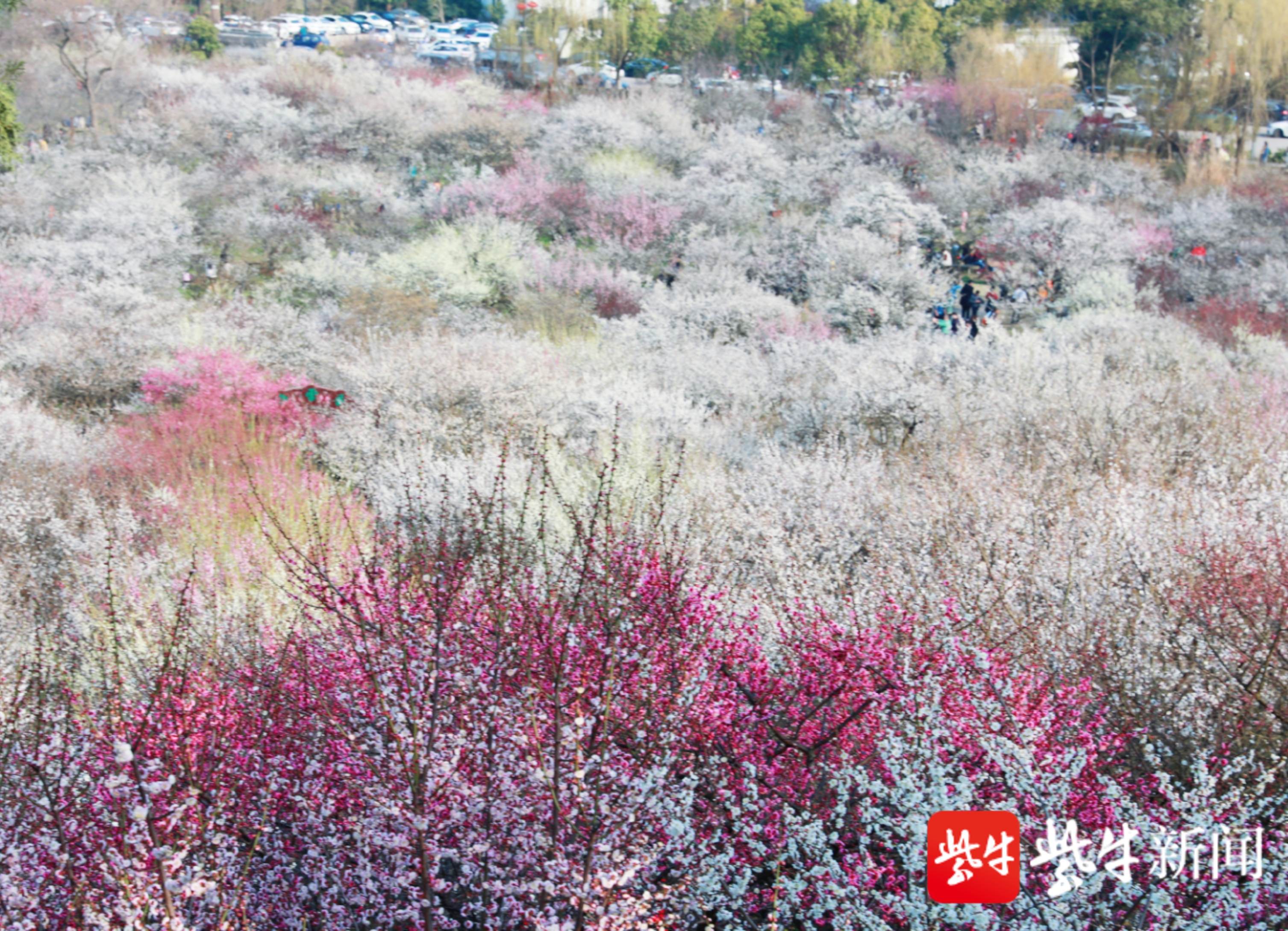 扬子晚报直播带你云游苏州香雪海!