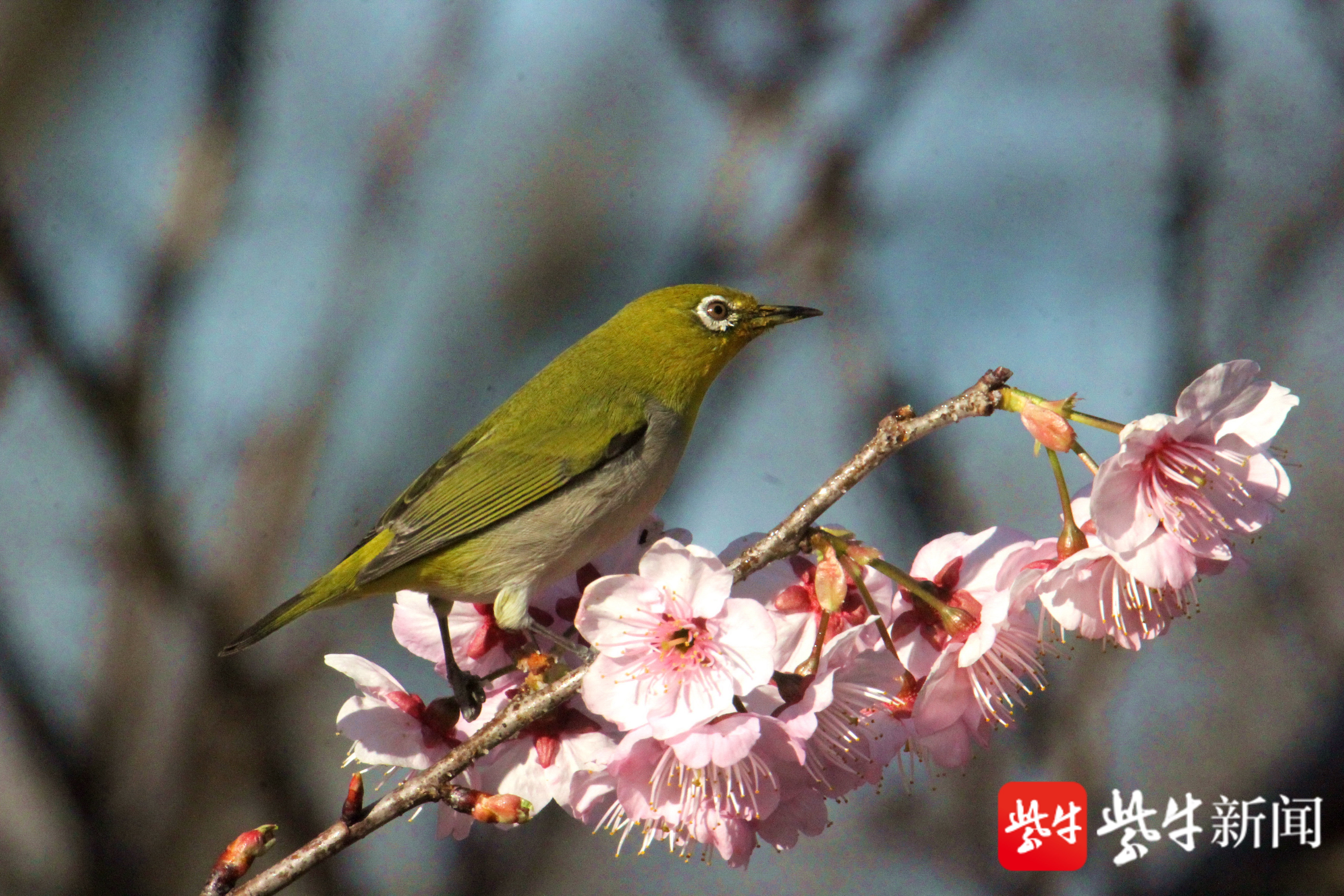 南京情侣园樱花桃花提前绽放,吸引绣眼鸟前来"采花"