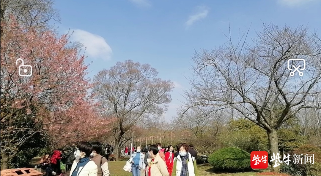 视频丨展现"中国樱花之美" 2021太湖鼋头渚樱花节开幕
