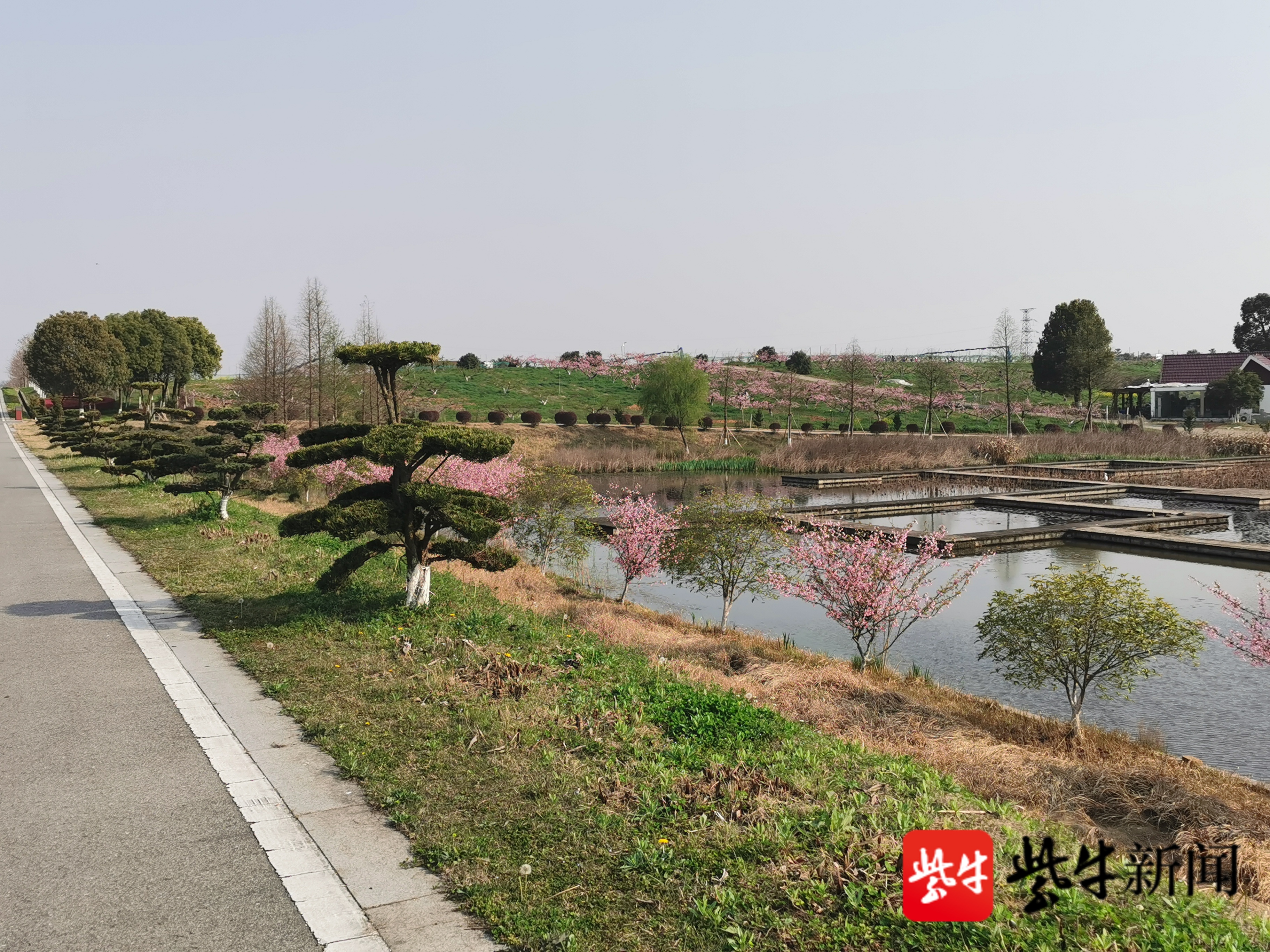 张凌发 通讯员 笪倩倩 张洁)近日,句容白兔镇的伏热花海迎来了盛花期