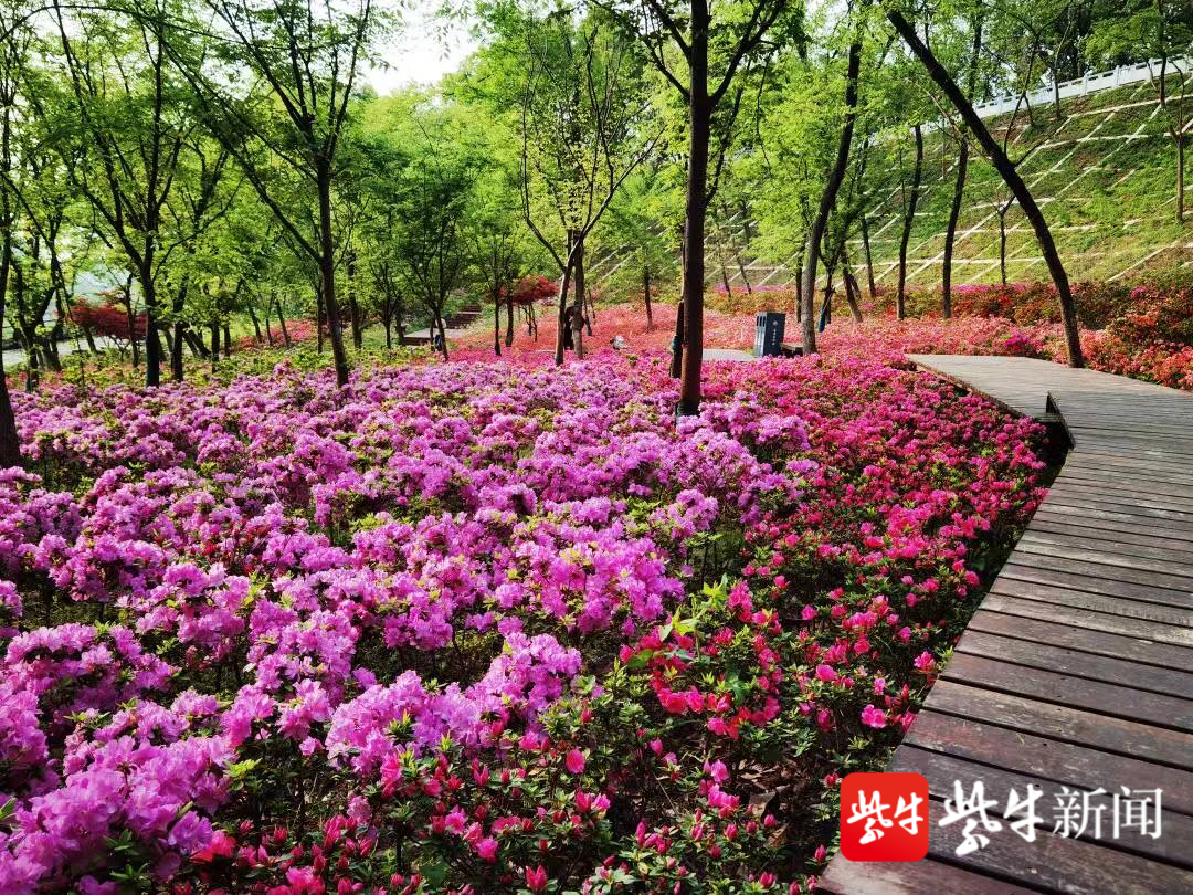 视频|赏花图来了,杜鹃花海就在你身边