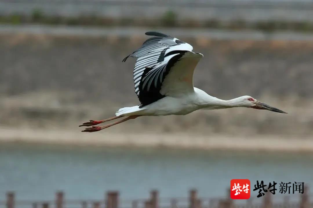 共记录物种数2234种,南通江海平原物种基因库完整保留