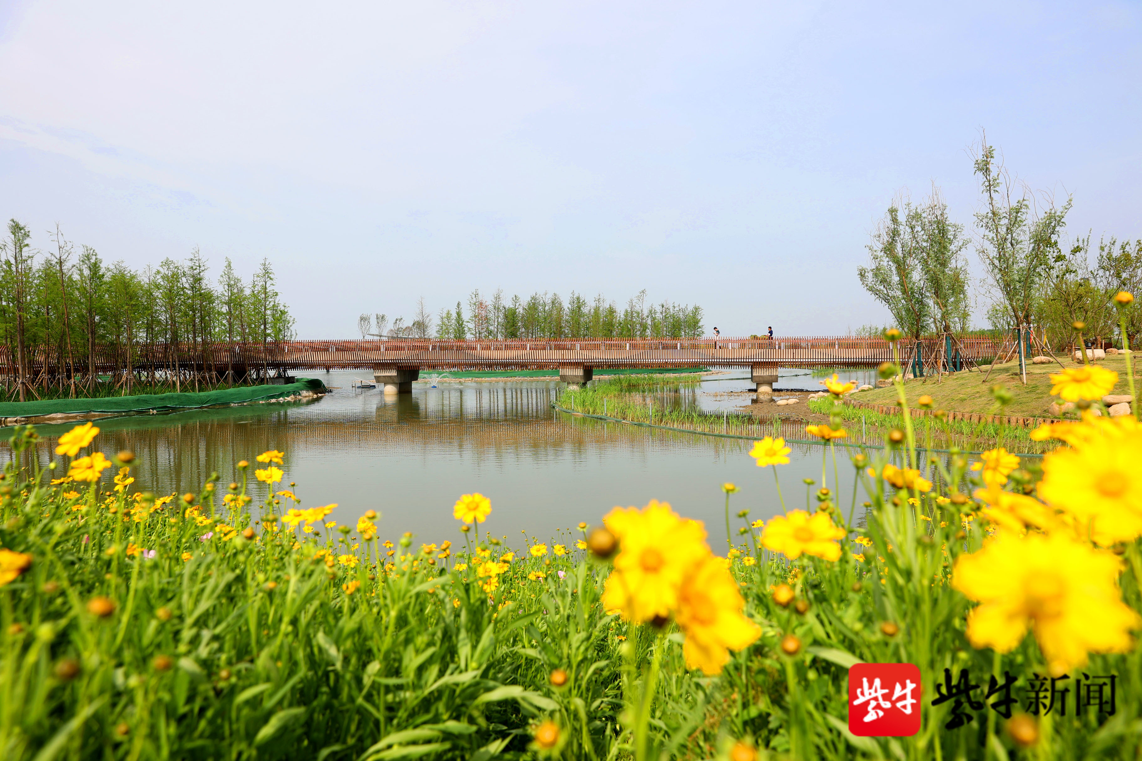 汾湖元荡,景观桥打造苏沪一体化画卷