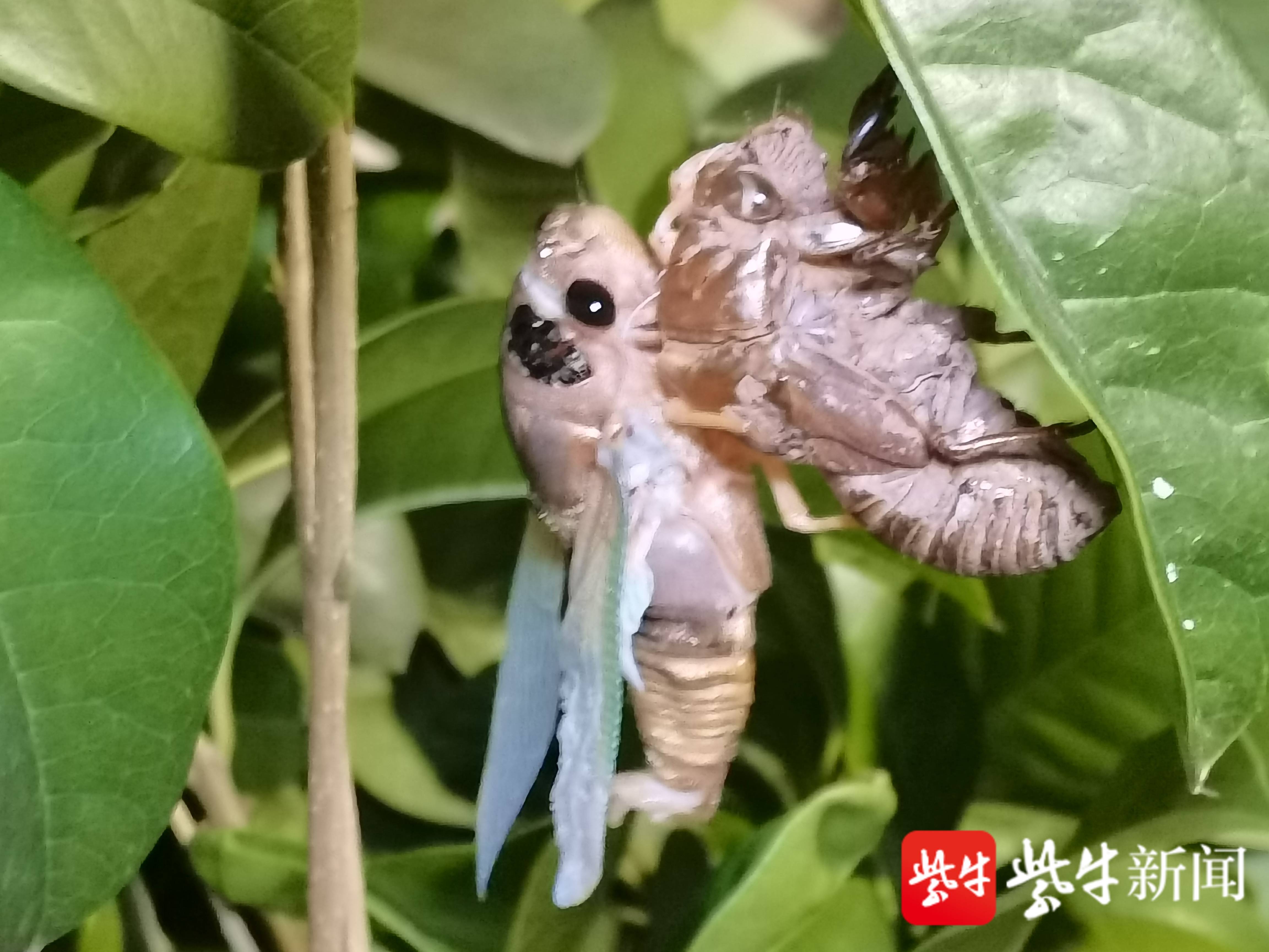 它背上那一层保护甲的颜色也在很快地变化着,先是极淡的绿色,一会儿
