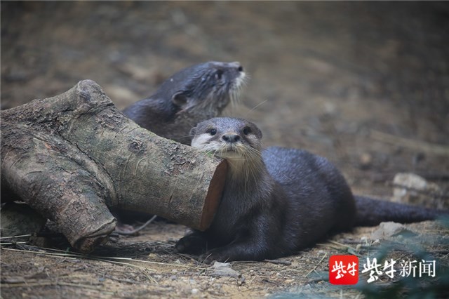 水獭  动物园供图