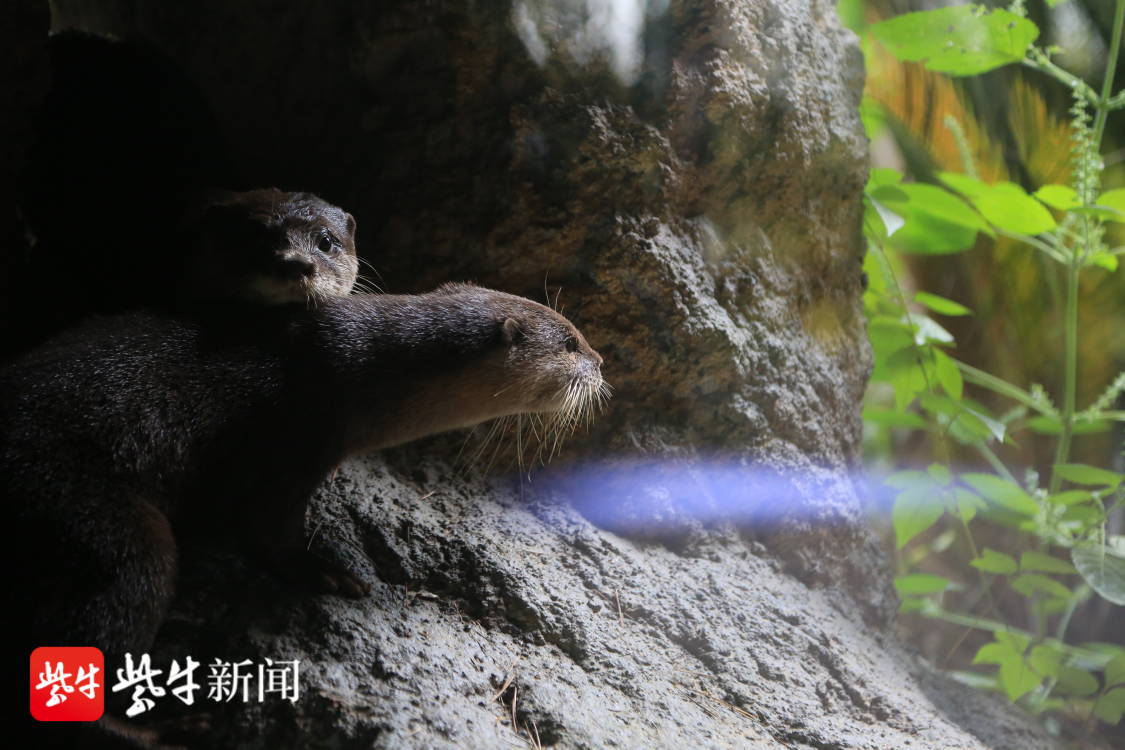 红山动物园本土动物区的水獭