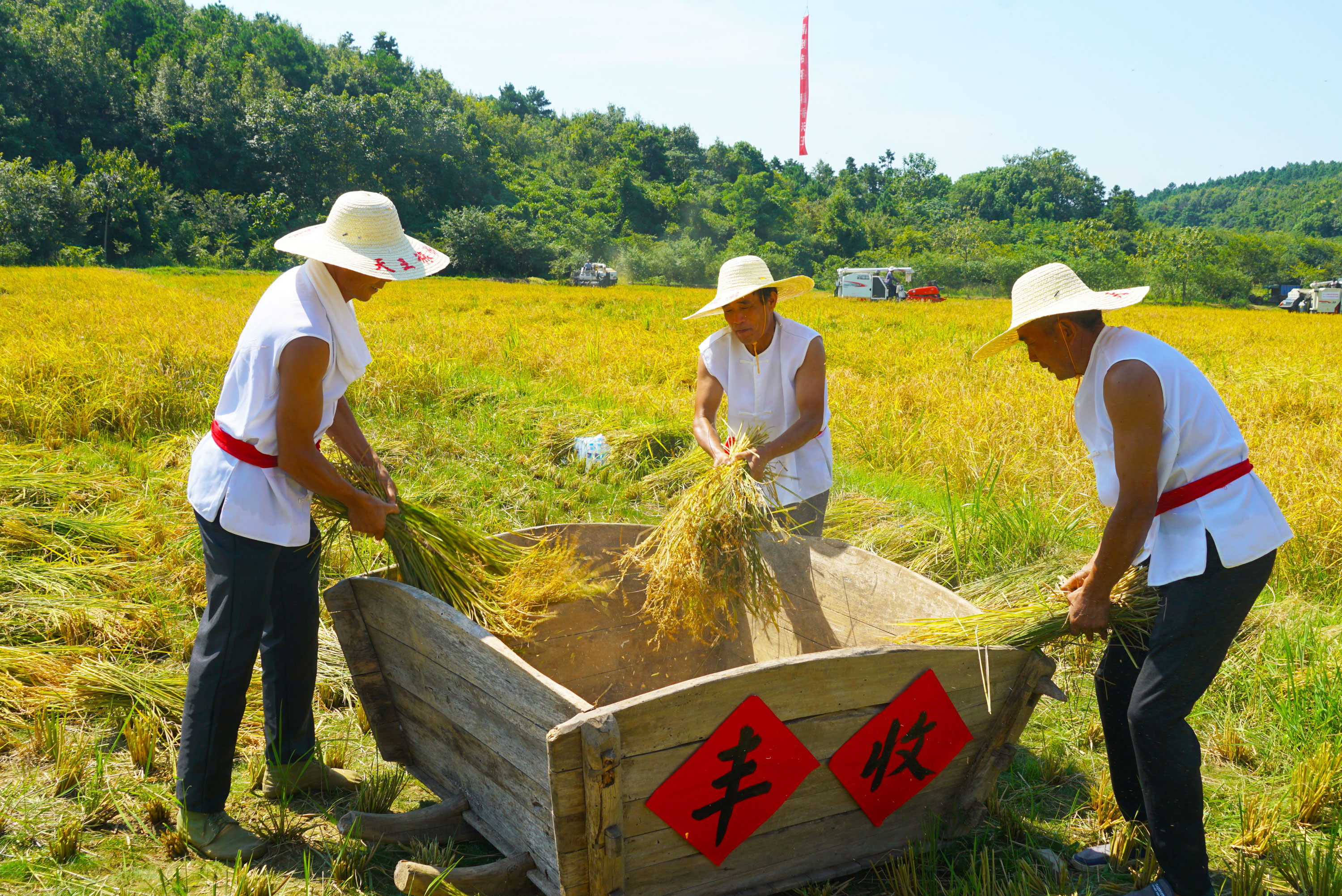 天王稻香节"开镰 拉开2020句容农民丰收节帷幕