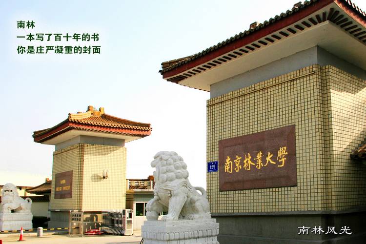 2020上好大学|南京林业大学:全面推行"大类招生,采取专业大类和具体