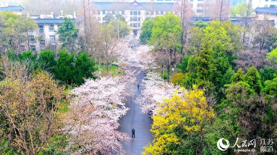 南京林业大学樱花怒放学子欢唱