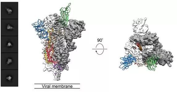 中国提供新冠病毒基因组序列后,美国科学家找到疫苗和药物开发关键