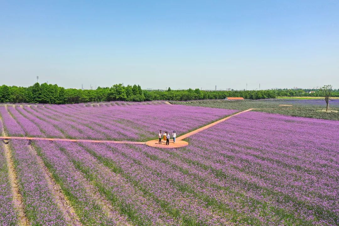 百村调研行 | 昆山金华村:"田园乡村"里藏着怎样的幸福经?