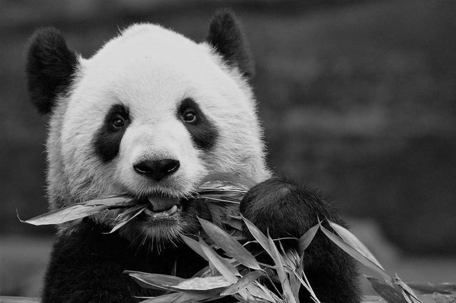 雌性成年大熊猫"二顺".卡尔加里动物园供图