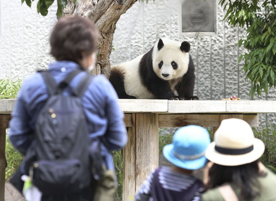 因园中的旅日大熊猫"旦旦"7月份到期回国,大批日本游客带着孩子涌入