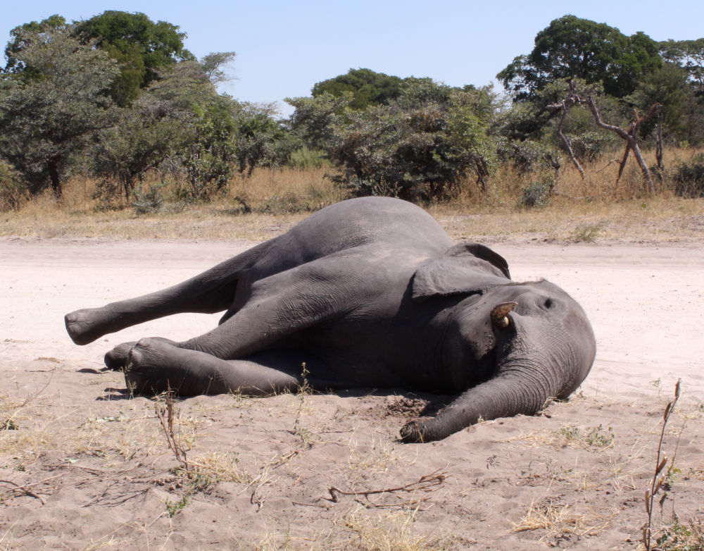 数百头大象离奇死亡!疫情下的非洲"大象王国"发生了什么?