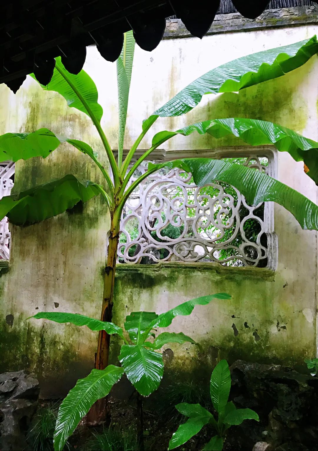 城记 芭蕉叶上潇潇雨