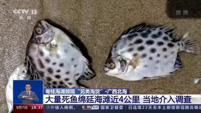 榴莲,死鱼,猪蹄……粤桂海滩为何频现"另类海货"?