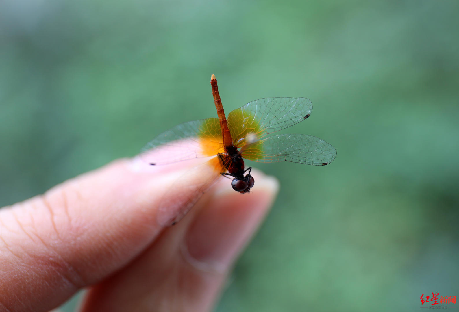 这个"丁丁猫"体长不足15毫米!四川发现世界最小蜻蜓个体