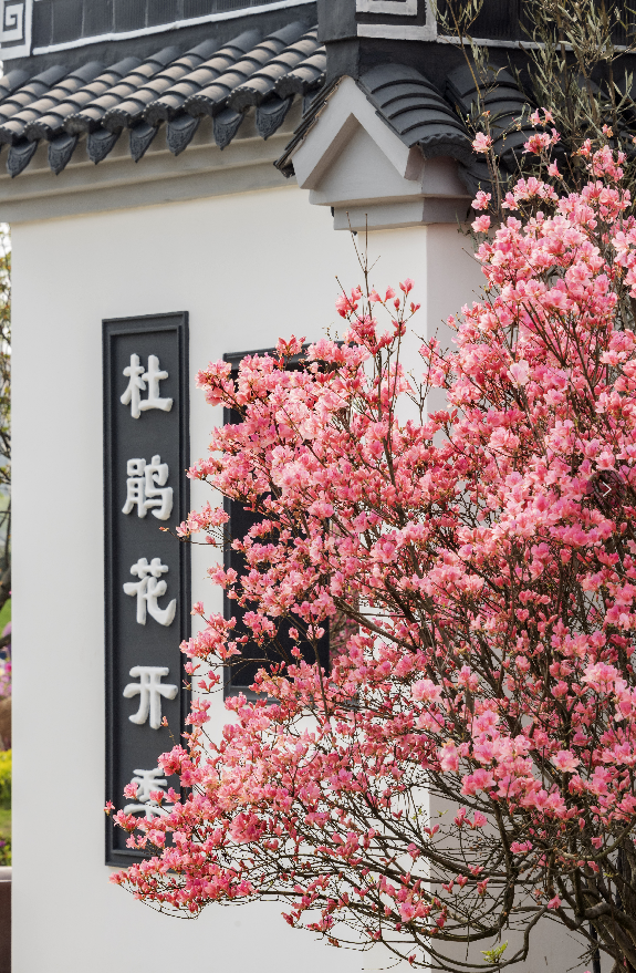 4月16日起,常州凤凰新城25万余株杜鹃花邀您共赴春日