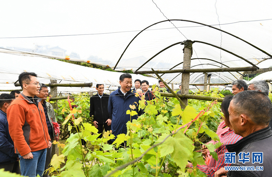 2021年4月25日上午,习近平在桂林市全州县才湾镇毛竹山村,走进葡萄