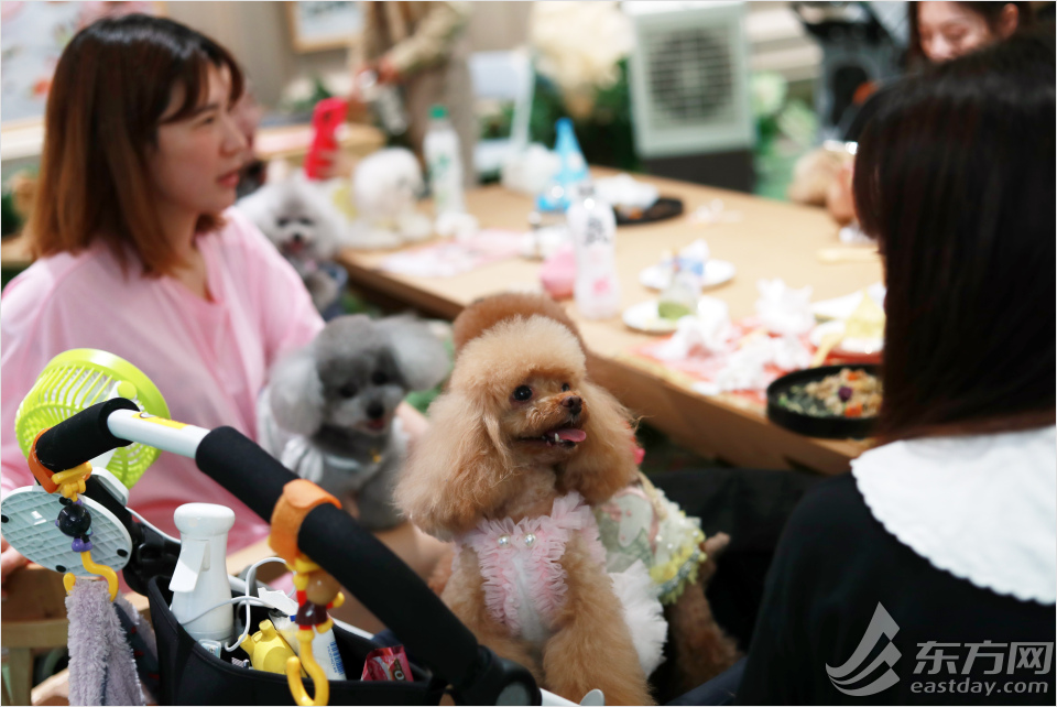 打卡魔都首家宠物餐厅 原本素不相识的铲屎官们围绕着餐桌,交流起了