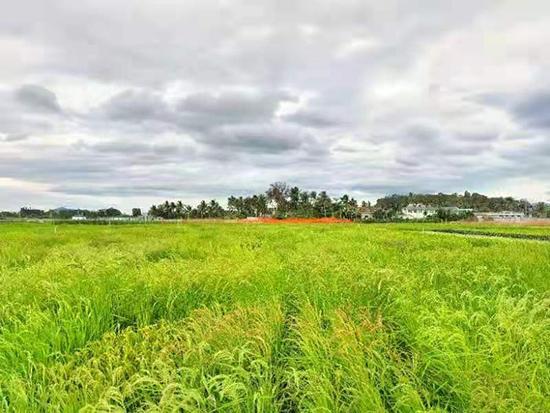 海南水稻育种基地.中国农业科学院作物科学研究所供图