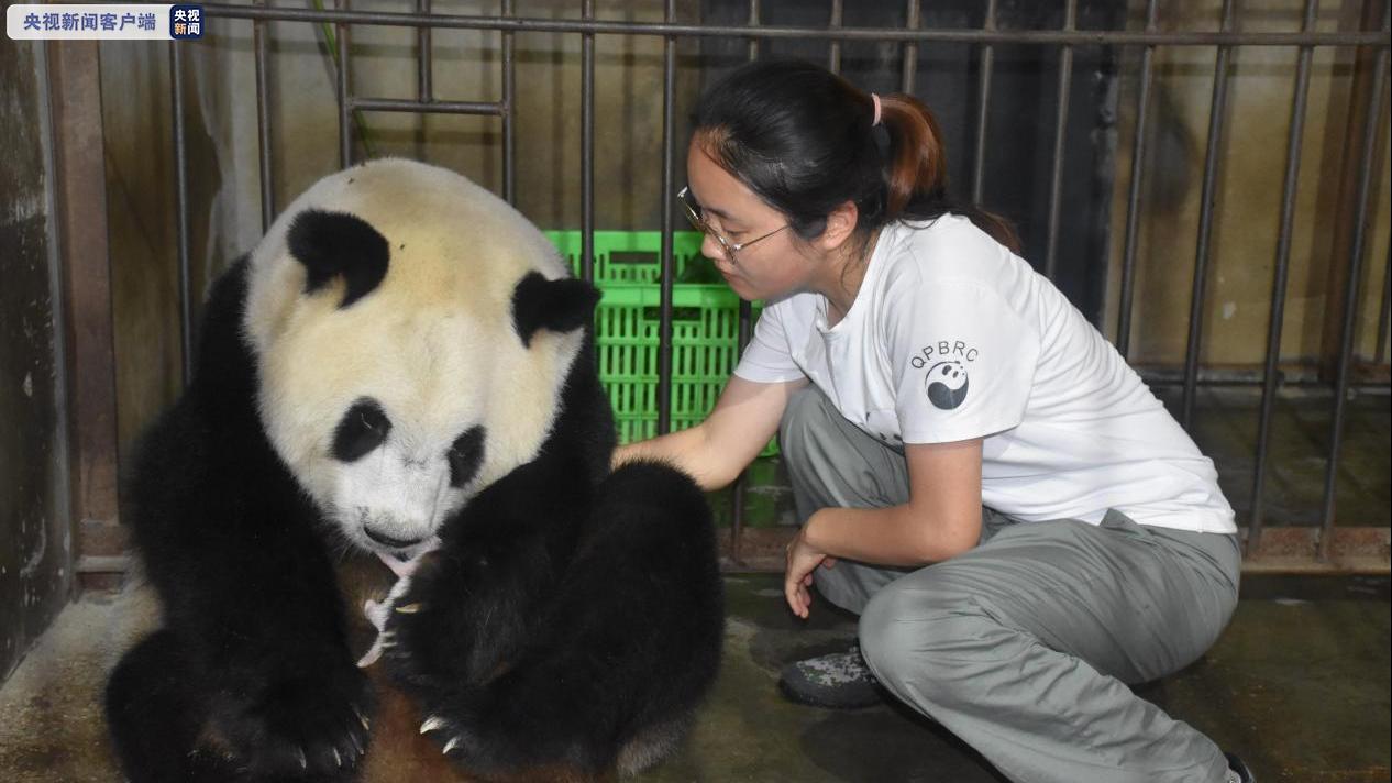 3胎4崽 秦岭大熊猫"丫丫"诞下龙凤胎