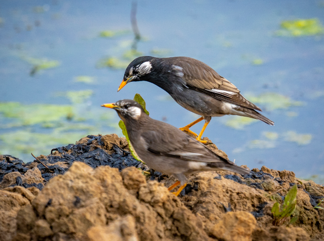 灰椋鸟(湿地常见鸟类)