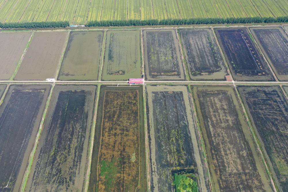 这是5月12日拍摄的位于金湖县的江苏省太明龙虾文化产业园一角(无人