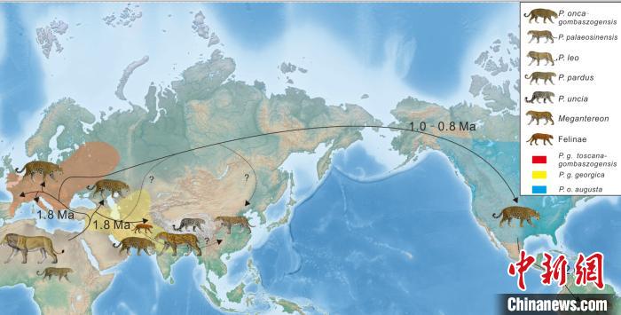 中国科学家在南亚发现美洲豹远古祖先化石证据