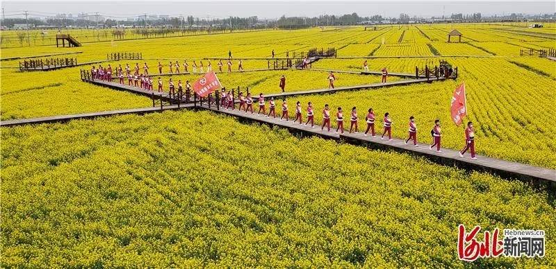 河北安平:万亩油菜花绽放迎客来